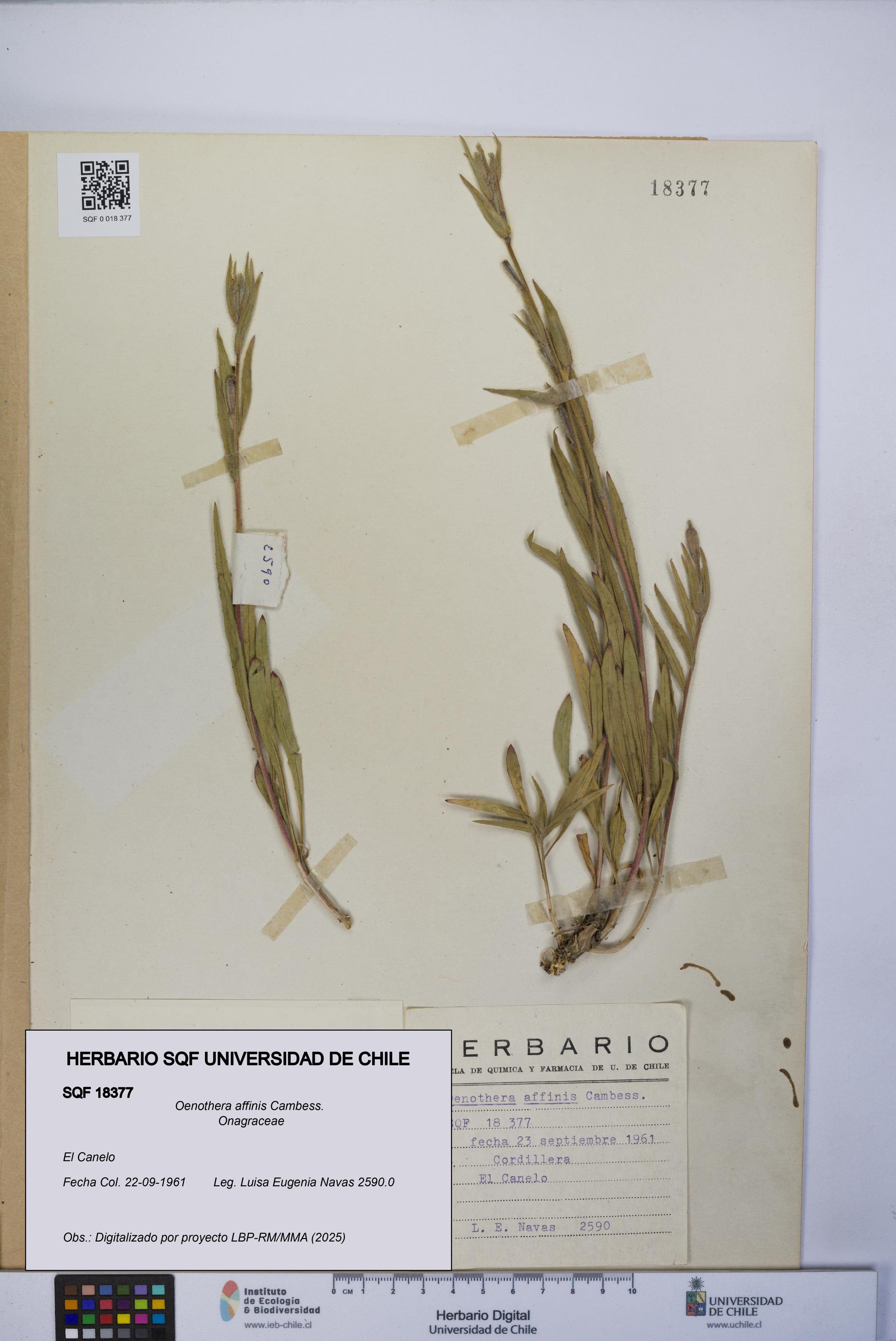 Oenothera affinis [Espécimen: UCH:SQF:0018377]