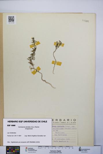 Camissonia dentata [Espécimen: UCH:SQF:0018385]