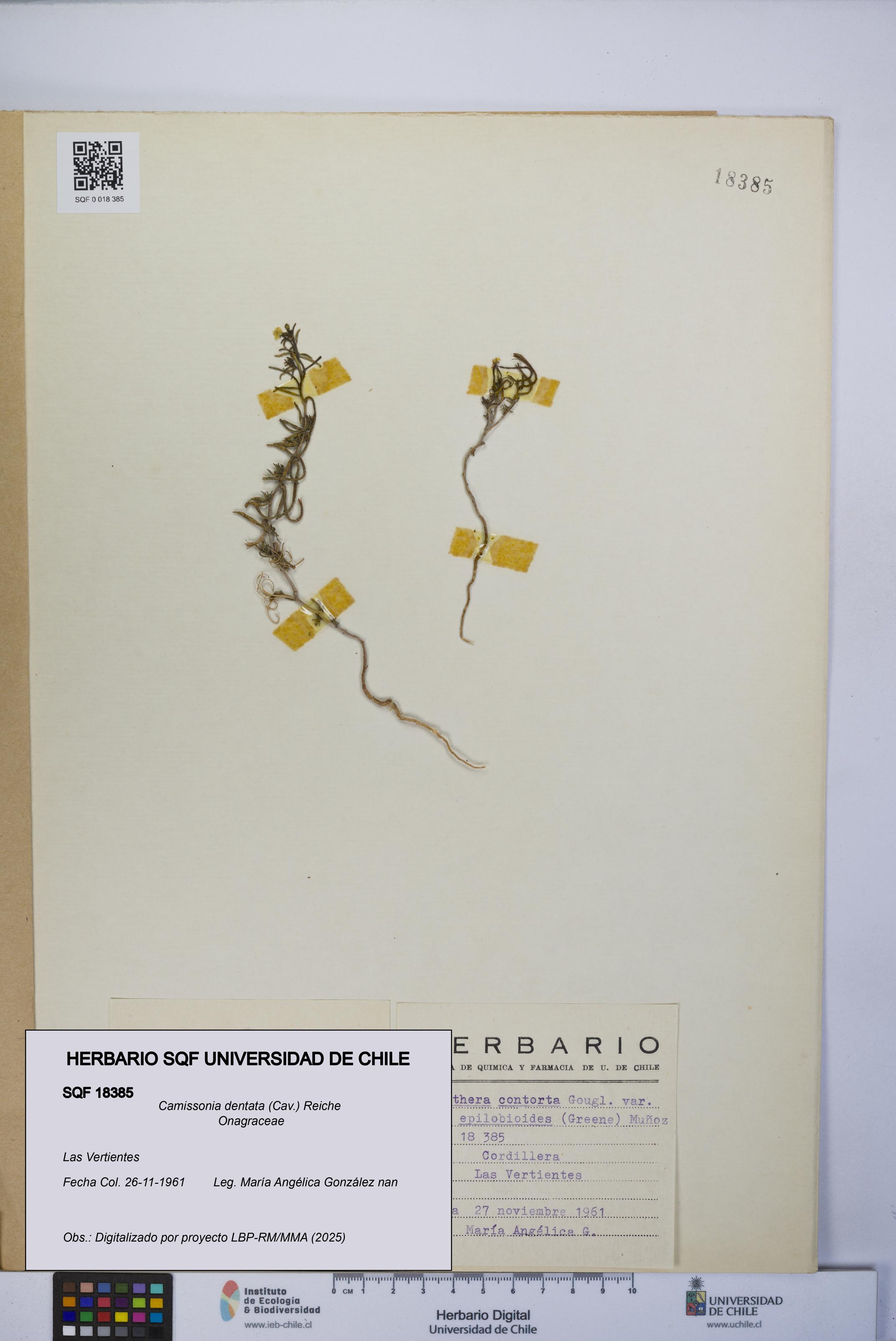 Camissonia dentata [Espécimen: UCH:SQF:0018385]