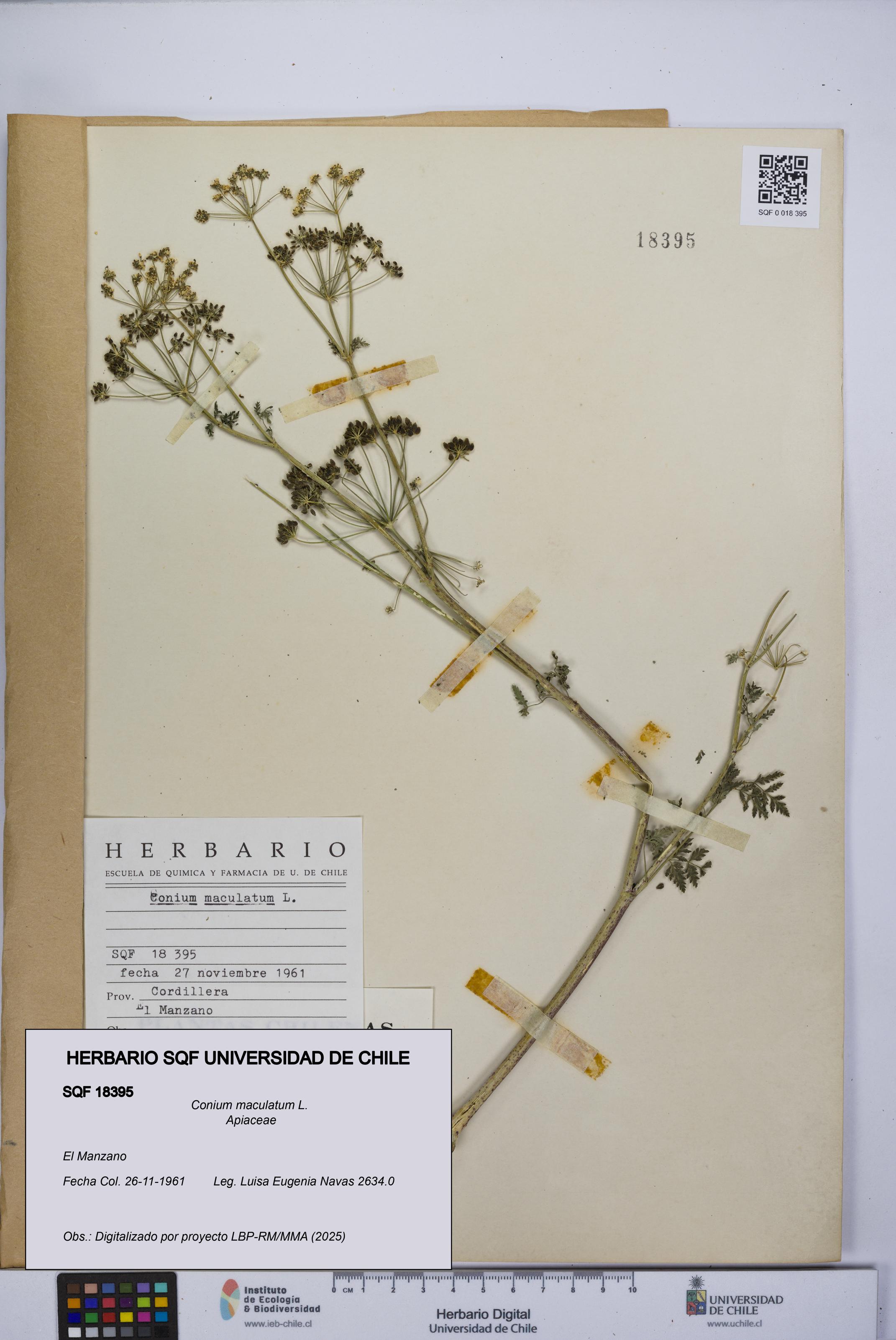 Conium maculatum [Espécimen: UCH:SQF:0018395]