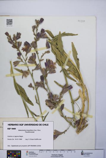 Malesherbia linearifolia [Espécimen: UCH:SQF:0018400]