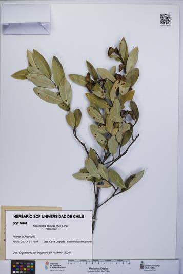 Kageneckia oblonga [Espécimen: UCH:SQF:0018402]