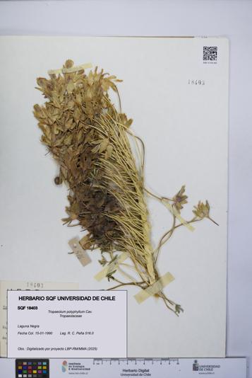 Tropaeolum polyphyllum [Espécimen: UCH:SQF:0018403]