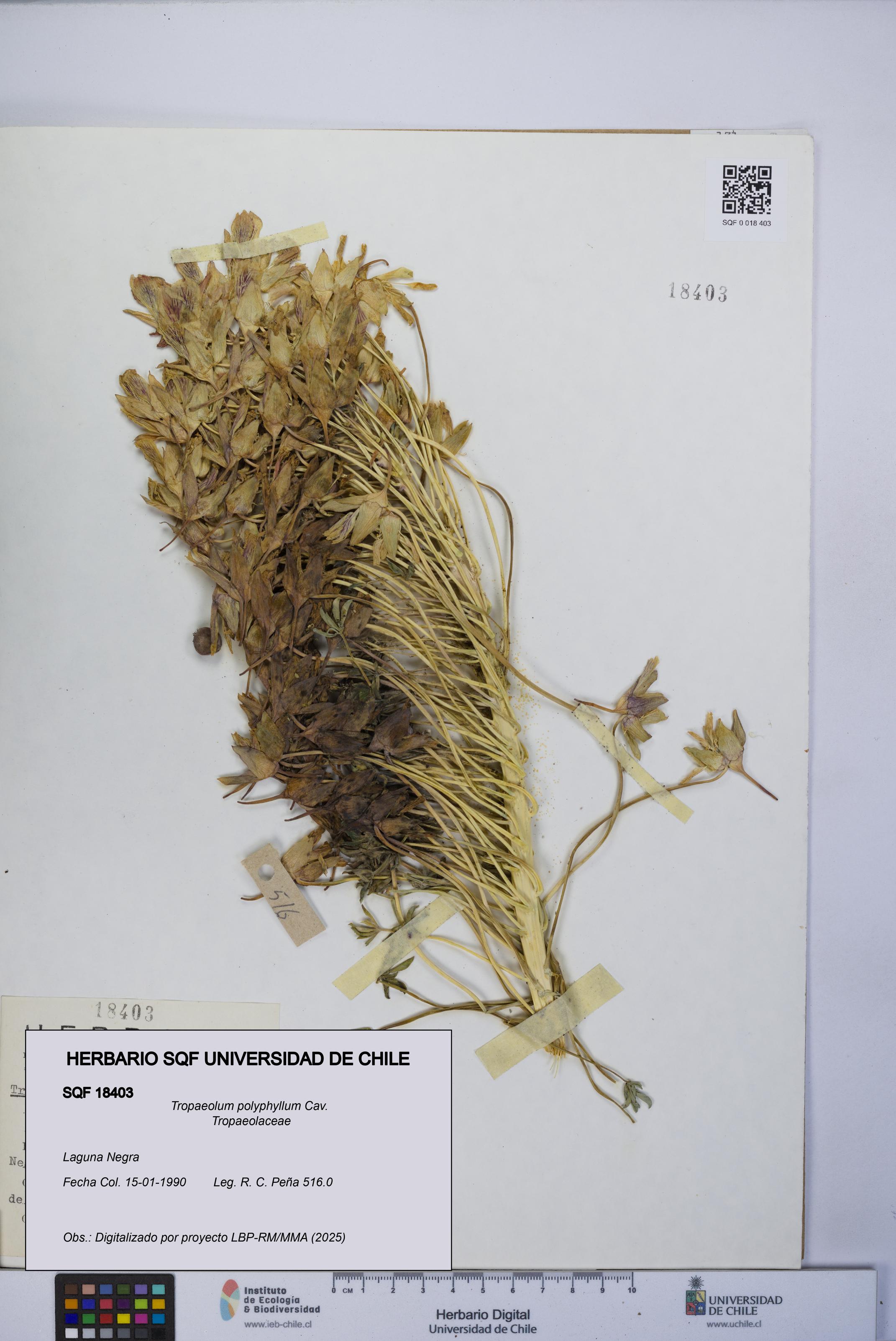 Tropaeolum polyphyllum [Espécimen: UCH:SQF:0018403]