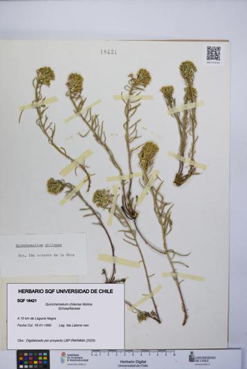 Quinchamalium chilense [Espécimen: UCH:SQF:0018421]
