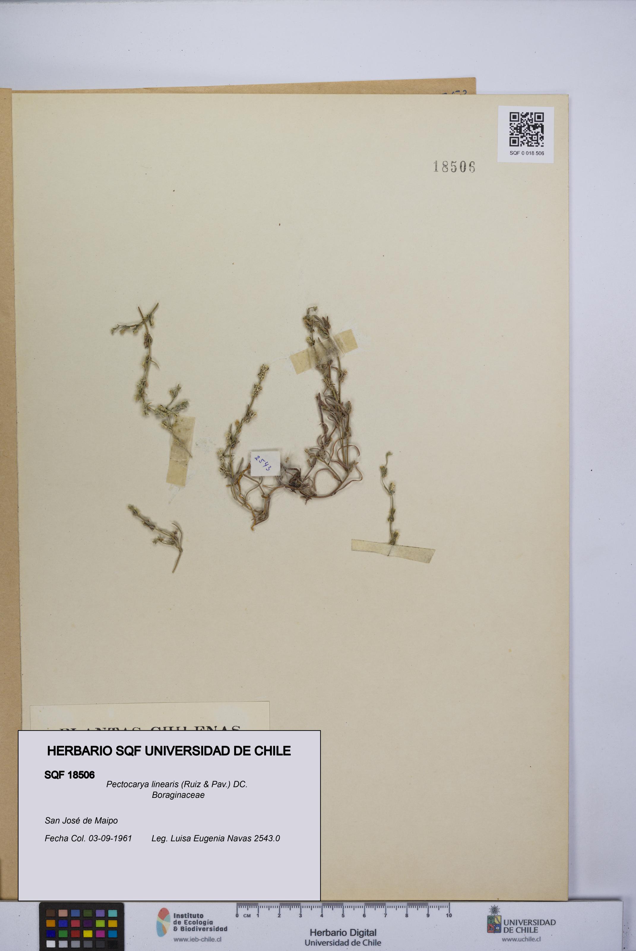 Pectocarya linearis [Espécimen: UCH:SQF:0018506]