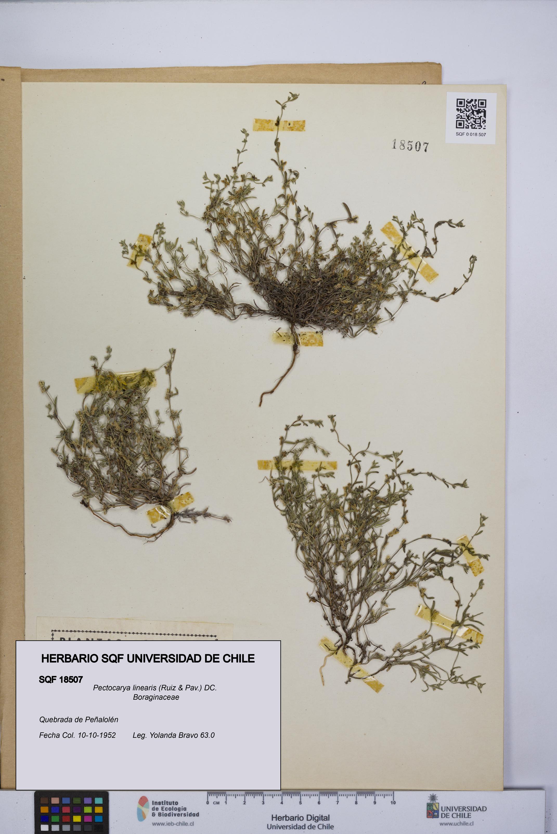 Pectocarya linearis [Espécimen: UCH:SQF:0018507]