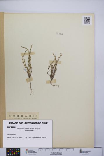 Pectocarya linearis [Espécimen: UCH:SQF:0018508]