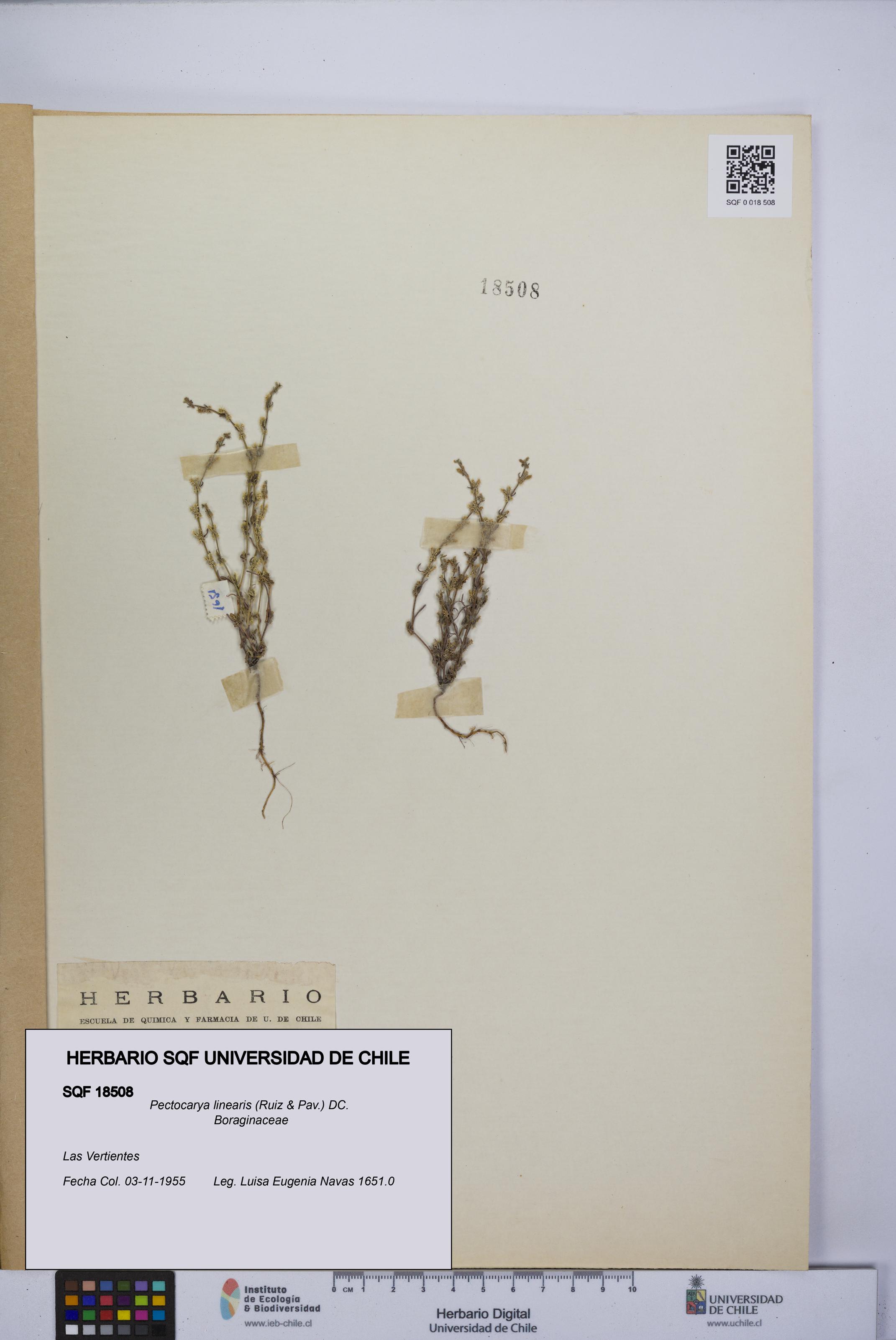 Pectocarya linearis [Espécimen: UCH:SQF:0018508]