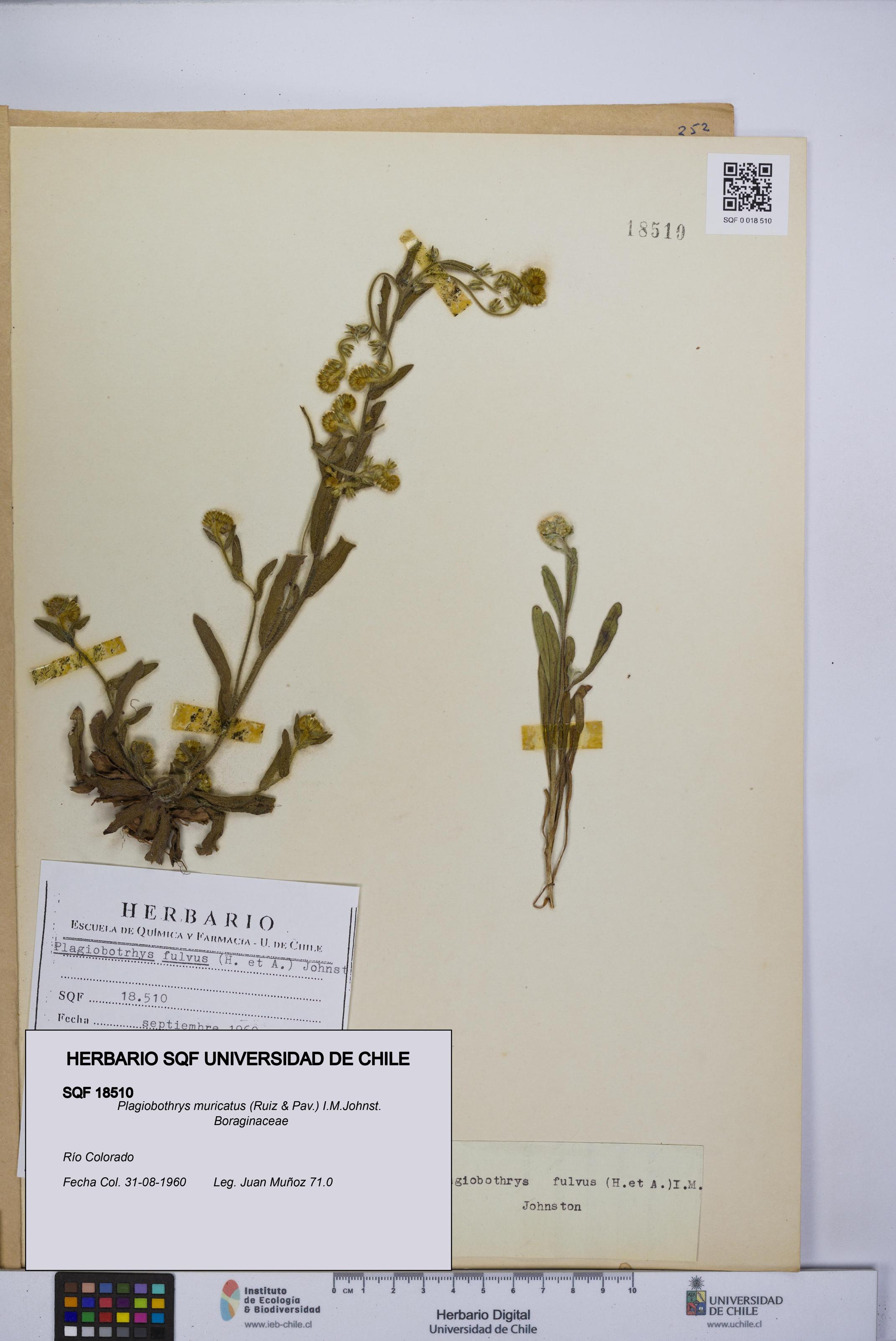 Plagiobothrys muricatus [Espécimen: ]