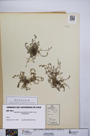 Plagiobothrys procumbens [Espécimen: UCH:SQF:0018514]