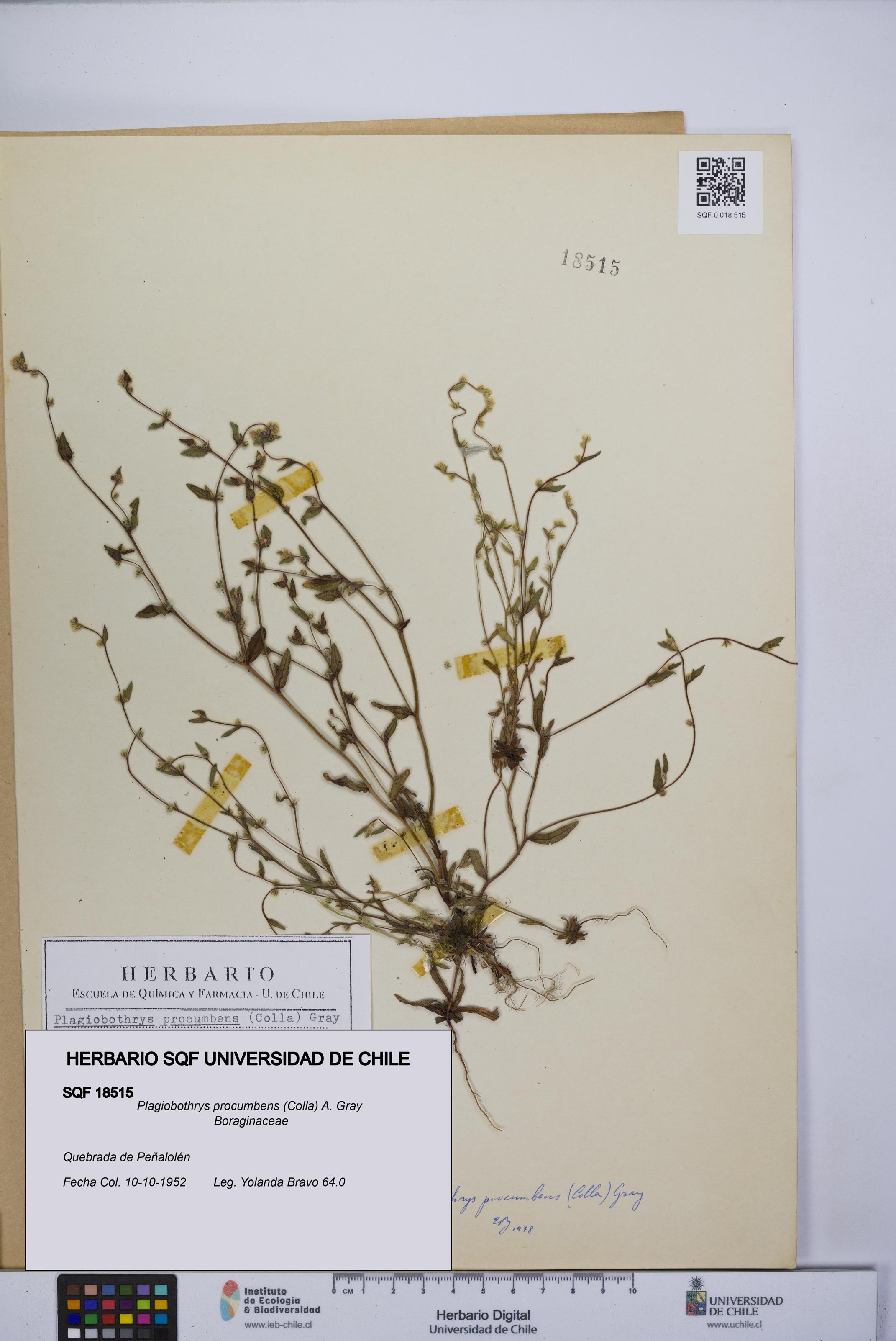 Plagiobothrys procumbens [Espécimen: UCH:SQF:0018515]