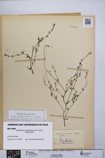 Plagiobothrys myosotoides [Espécimen: UCH:SQF:0018516]