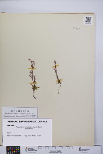 Plagiobothrys myosotoides [Espécimen: UCH:SQF:0018517]