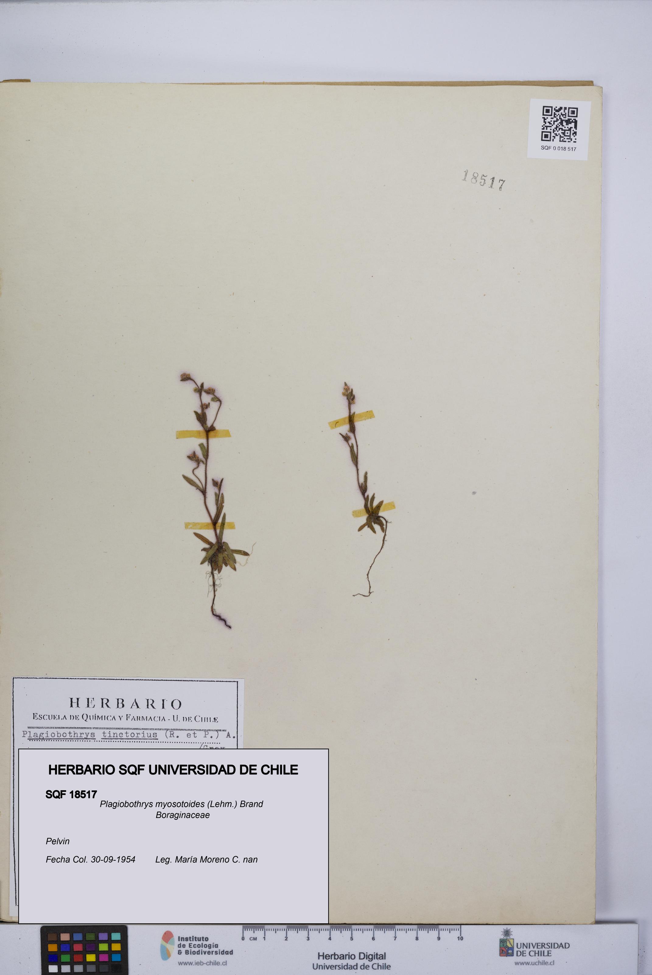 Plagiobothrys myosotoides [Espécimen: UCH:SQF:0018517]