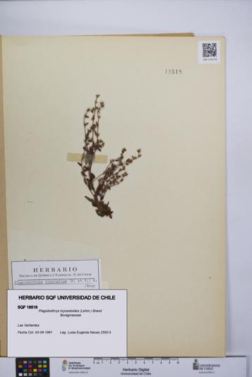 Plagiobothrys myosotoides [Espécimen: UCH:SQF:0018518]