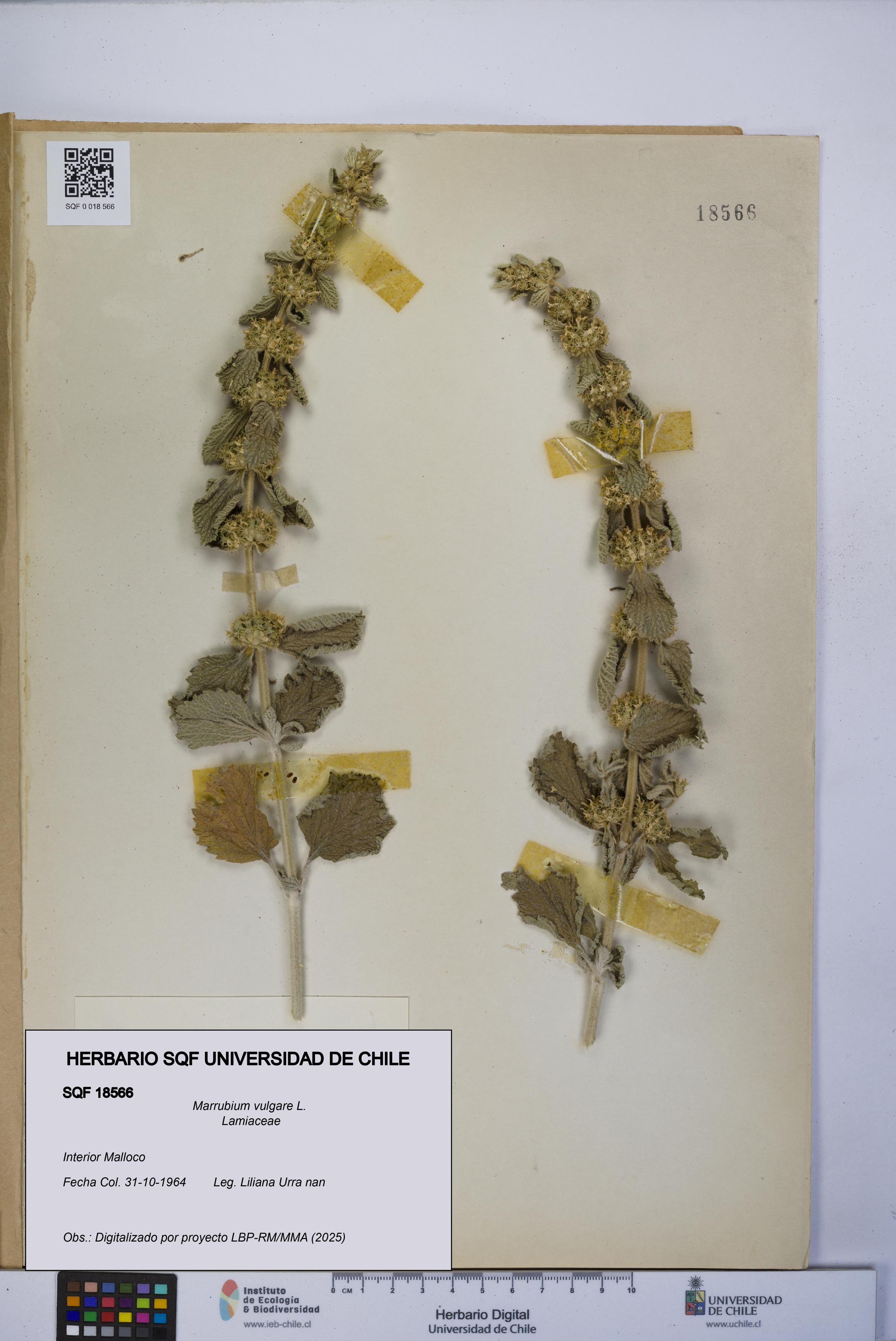 Marrubium vulgare [Espécimen: UCH:SQF:0018566]