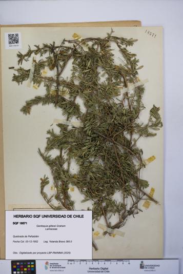 Gardoquia gilliesii [Espécimen: UCH:SQF:0018571]