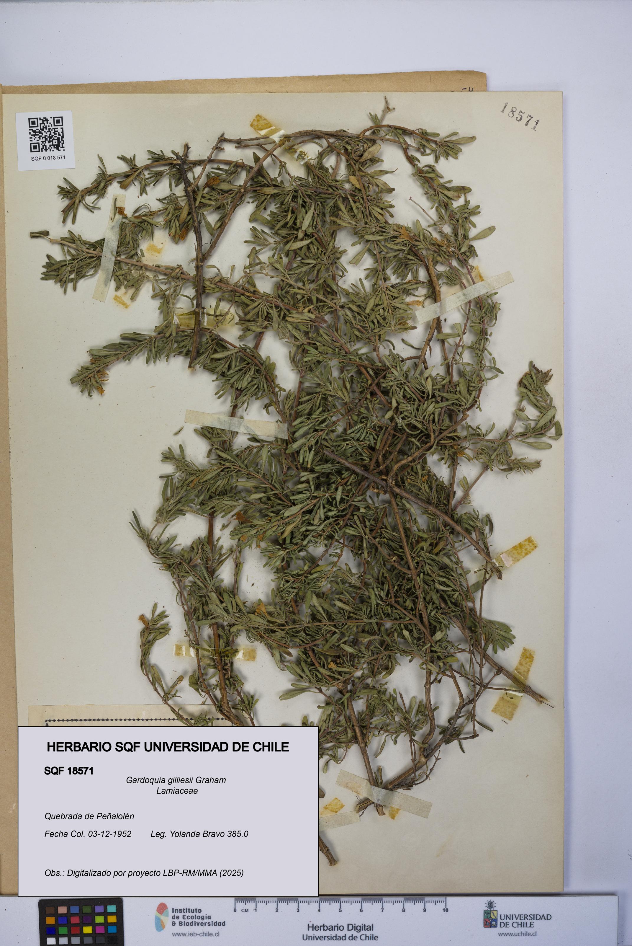 Gardoquia gilliesii [Espécimen: UCH:SQF:0018571]