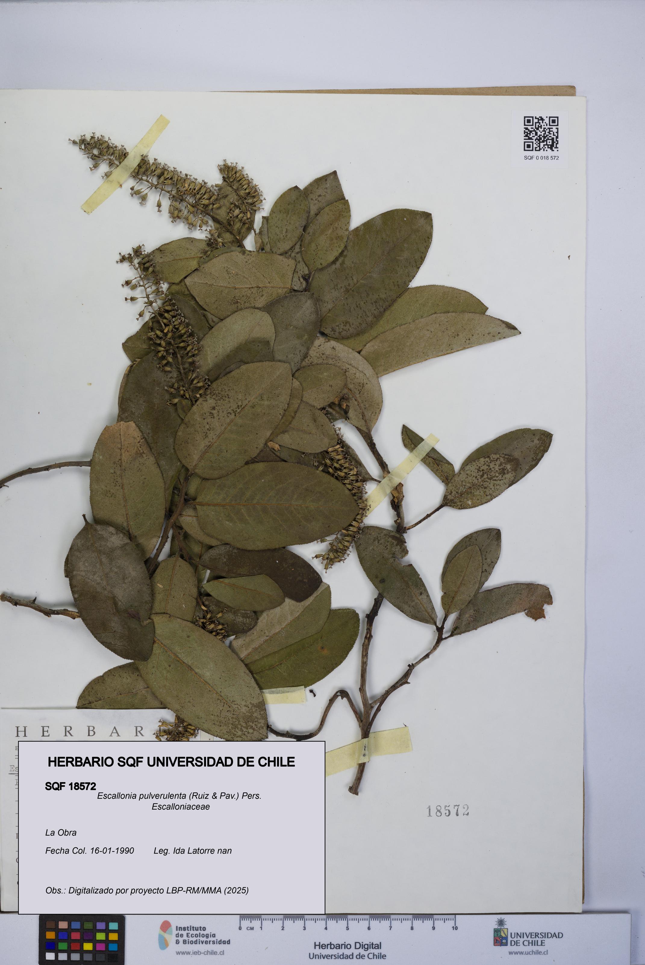 Escallonia pulverulenta [Espécimen: UCH:SQF:0018572]