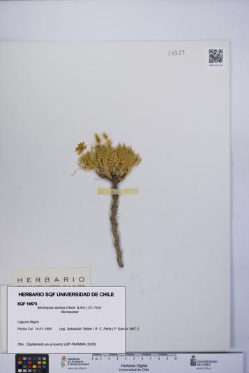 Montiopsis sericea [Espécimen: UCH:SQF:0018573]