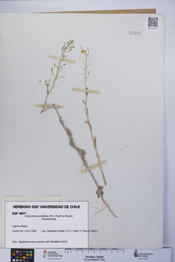 Descurainia erodiifolia [Espécimen: UCH:SQF:0018577]