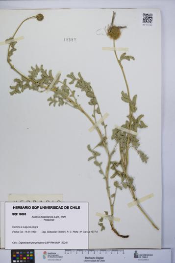 Acaena magellanica [Espécimen: UCH:SQF:0018583]