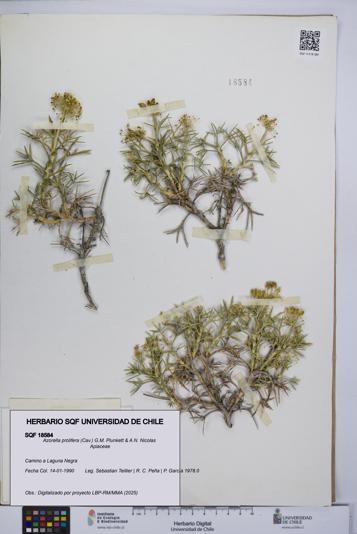 Azorella prolifera [Espécimen: UCH:SQF:0018584]