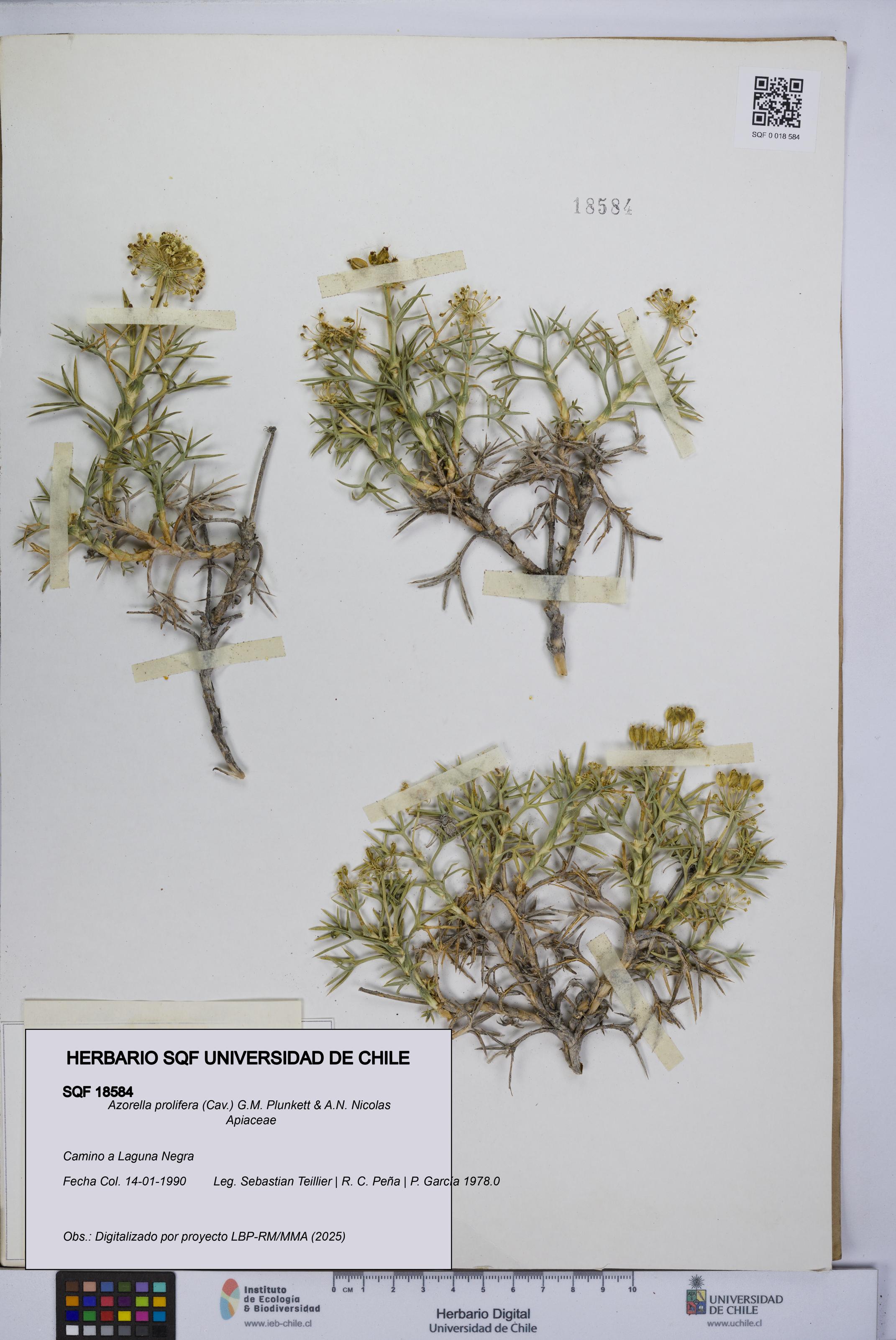 Azorella prolifera [Espécimen: UCH:SQF:0018584]