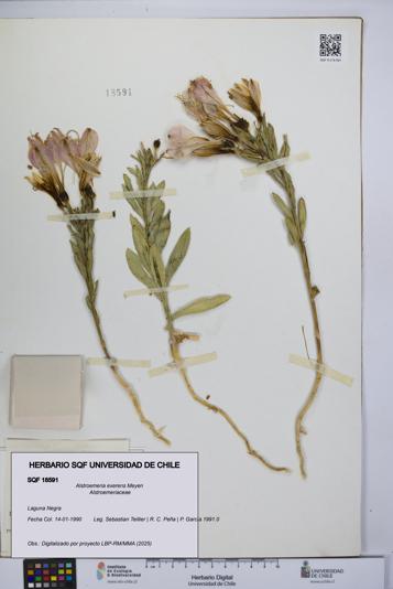 Alstroemeria exerens [Espécimen: UCH:SQF:0018591]