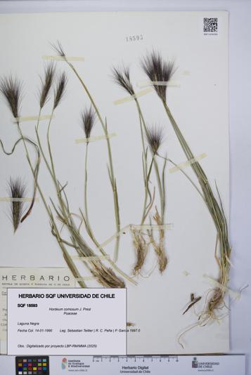 Hordeum comosum [Espécimen: UCH:SQF:0018593]