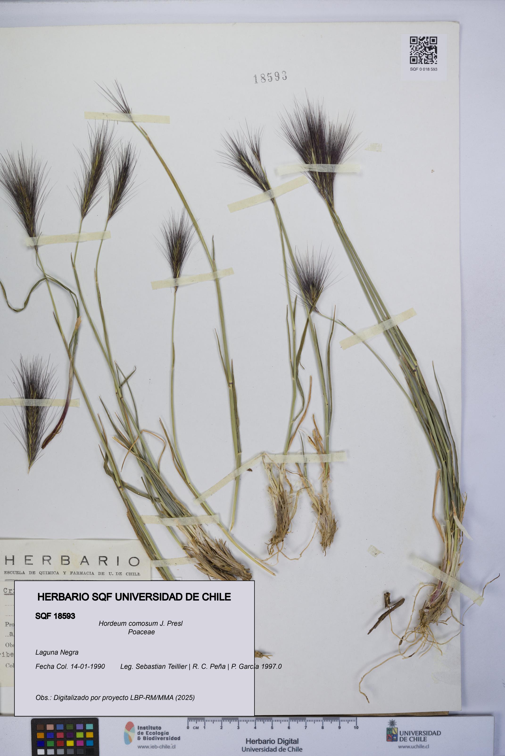 Hordeum comosum [Espécimen: UCH:SQF:0018593]