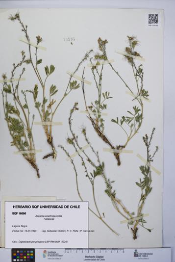 Adesmia arachnipes [Espécimen: UCH:SQF:0018595]