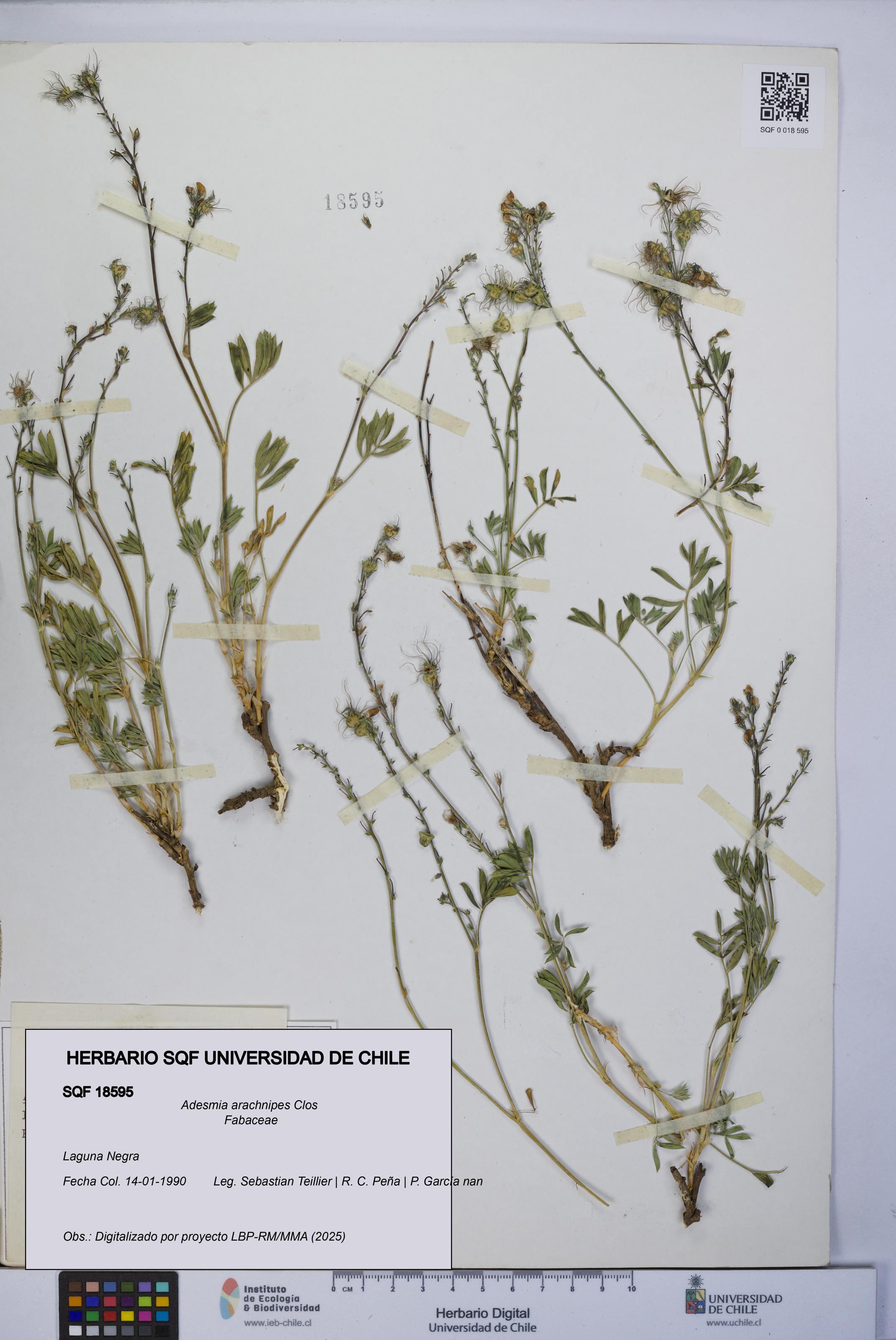 Adesmia arachnipes [Espécimen: UCH:SQF:0018595]