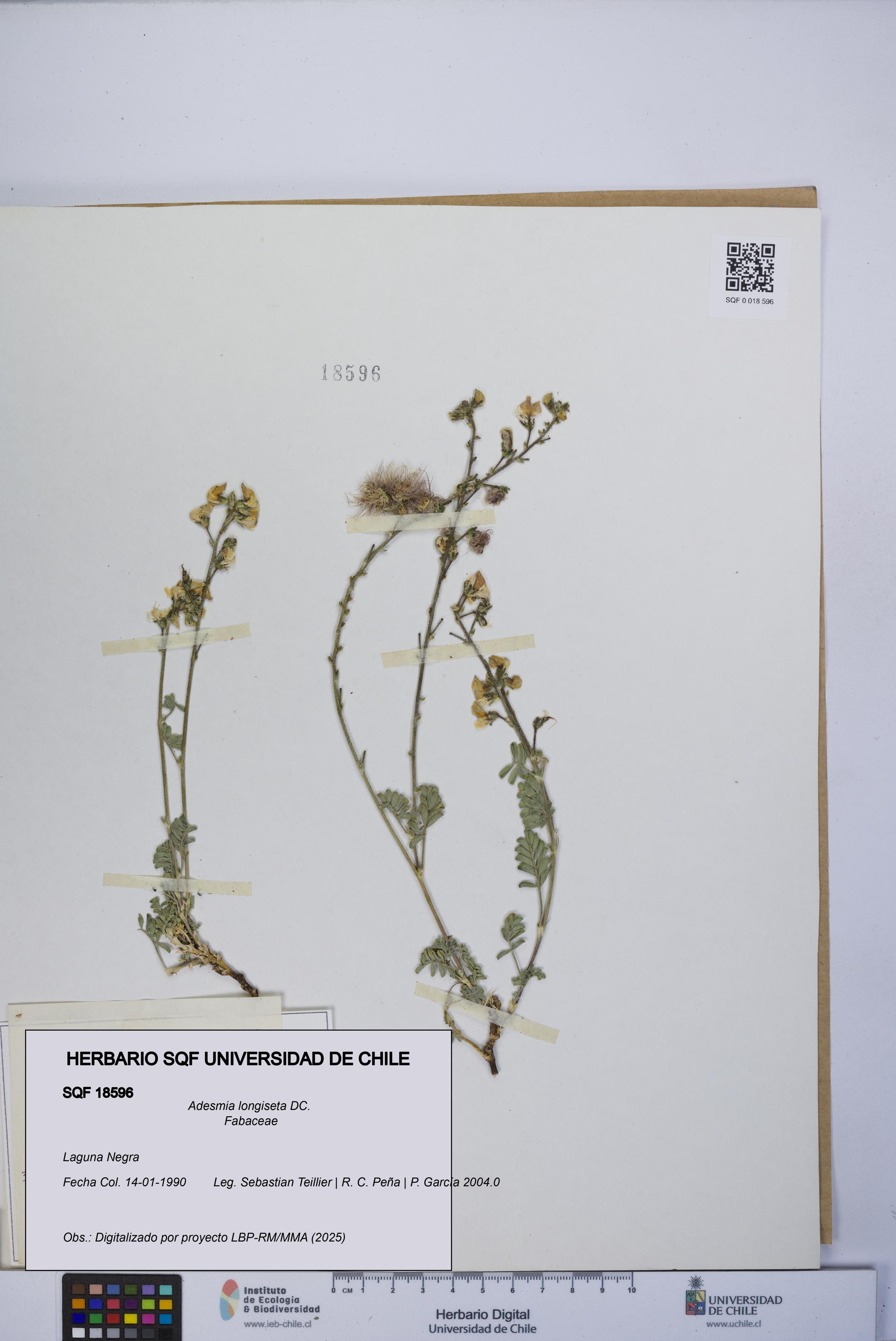 Adesmia longiseta [Espécimen: UCH:SQF:0018596]