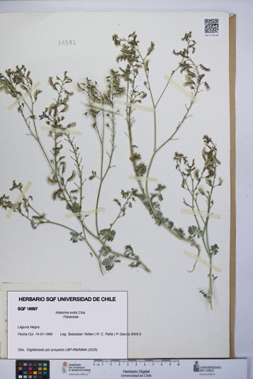 Adesmia exilis [Espécimen: UCH:SQF:0018597]