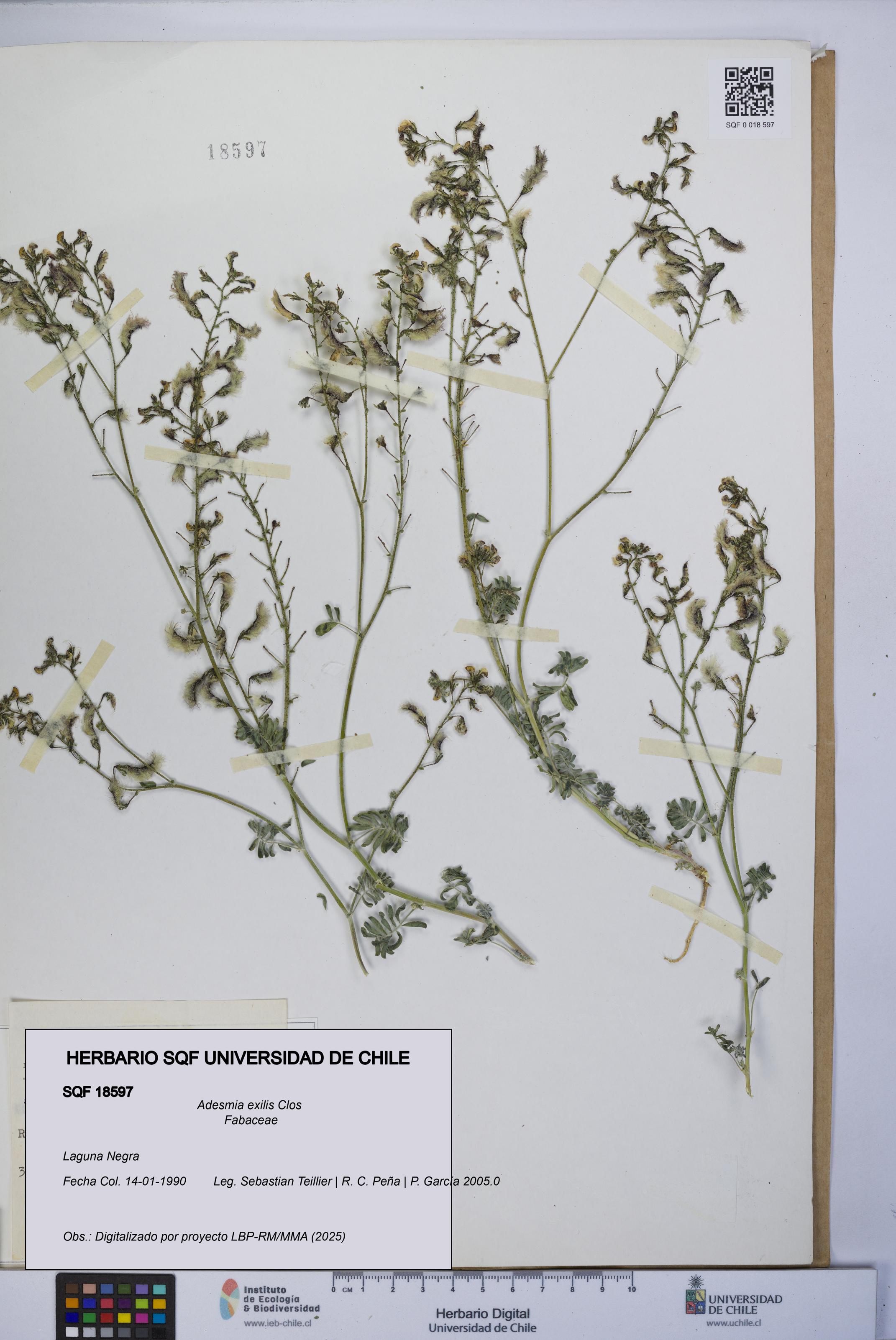 Adesmia exilis [Espécimen: UCH:SQF:0018597]