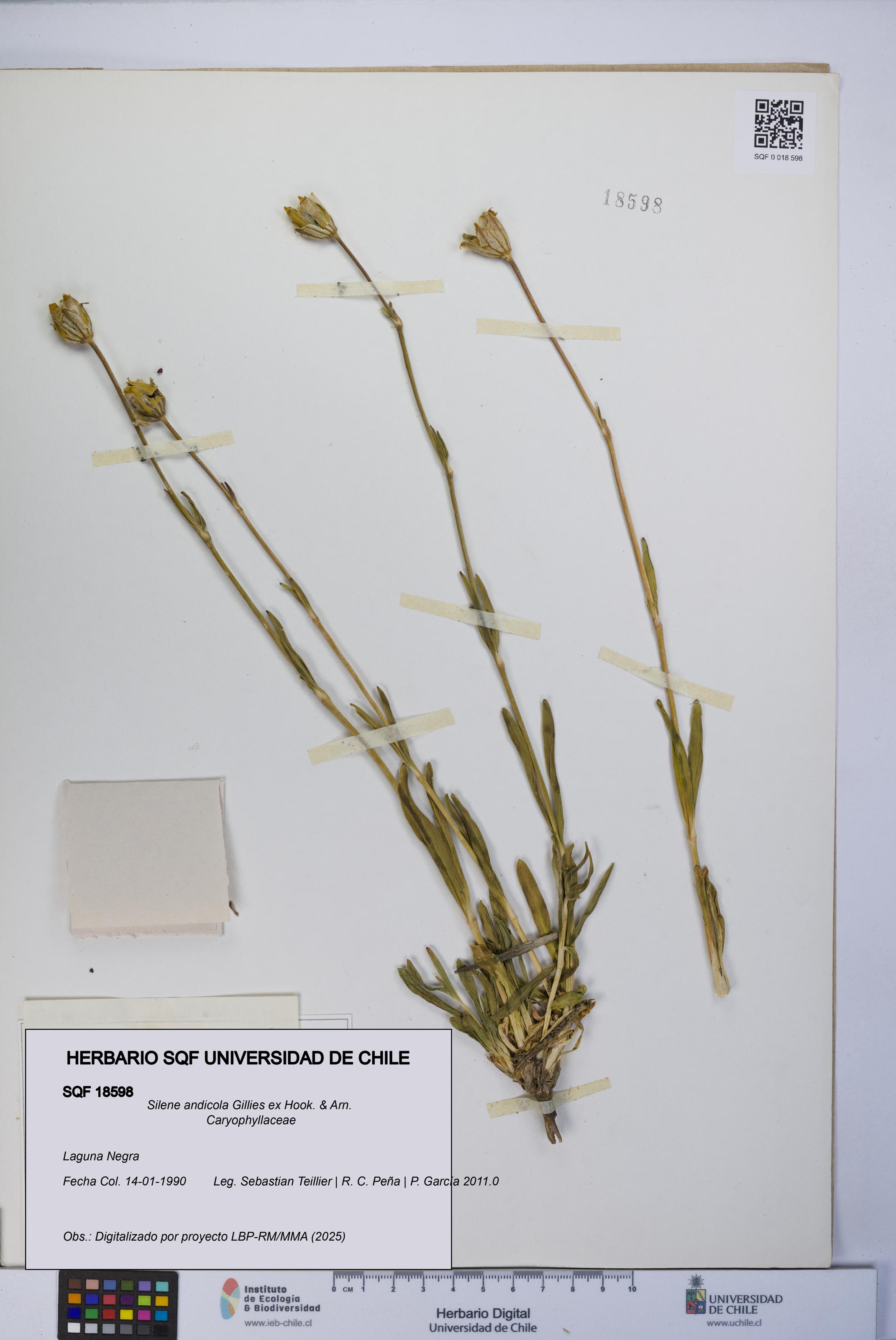 Silene andicola [Espécimen: UCH:SQF:0018598]