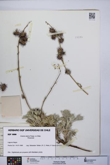 Acaena alpina [Espécimen: UCH:SQF:0018599]