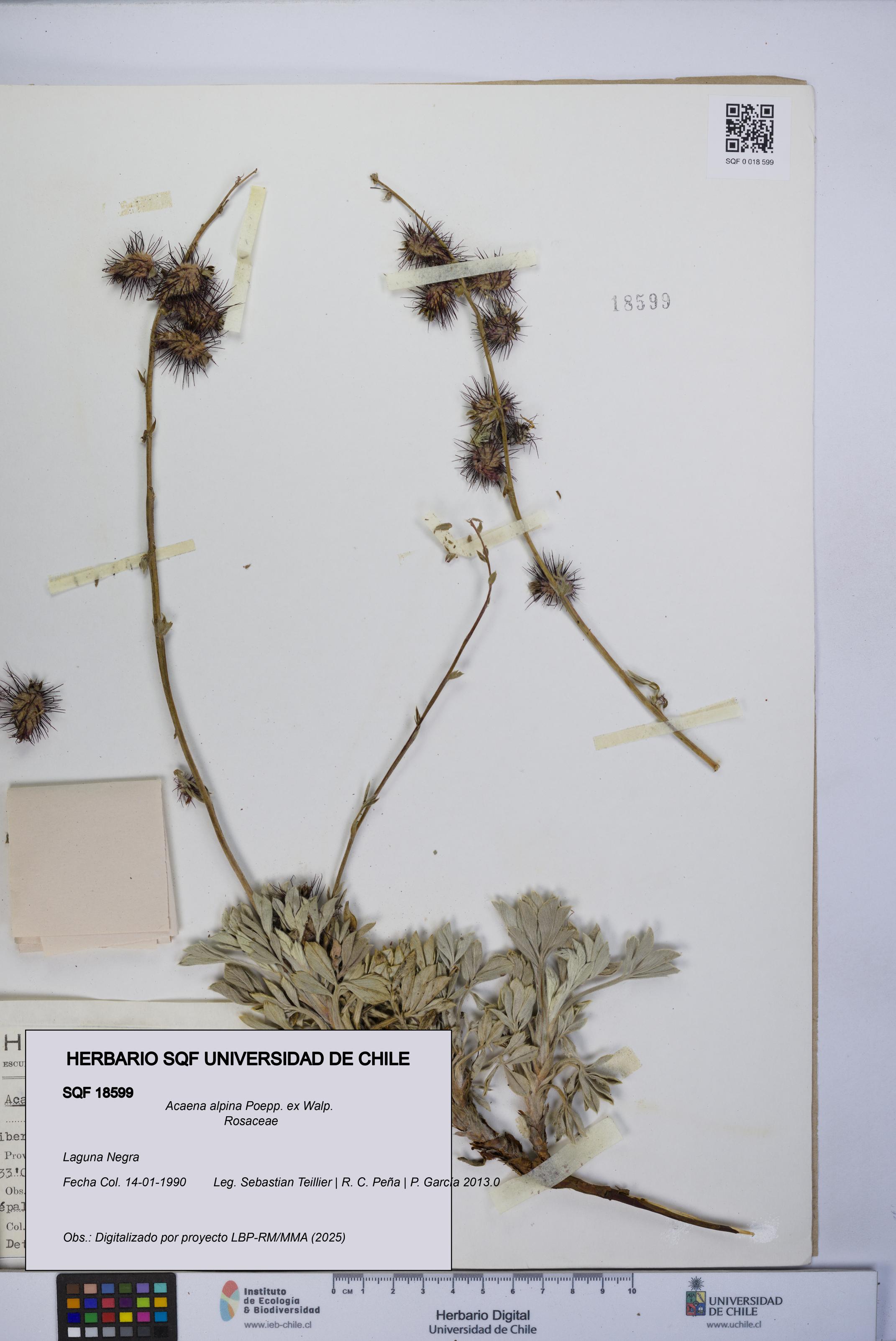 Acaena alpina [Espécimen: UCH:SQF:0018599]