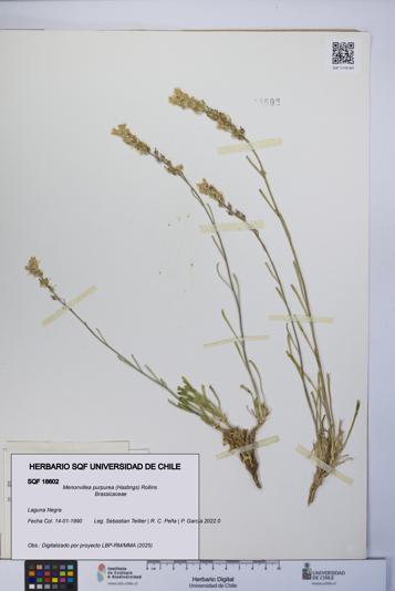 Menonvillea purpurea [Espécimen: UCH:SQF:0018602]