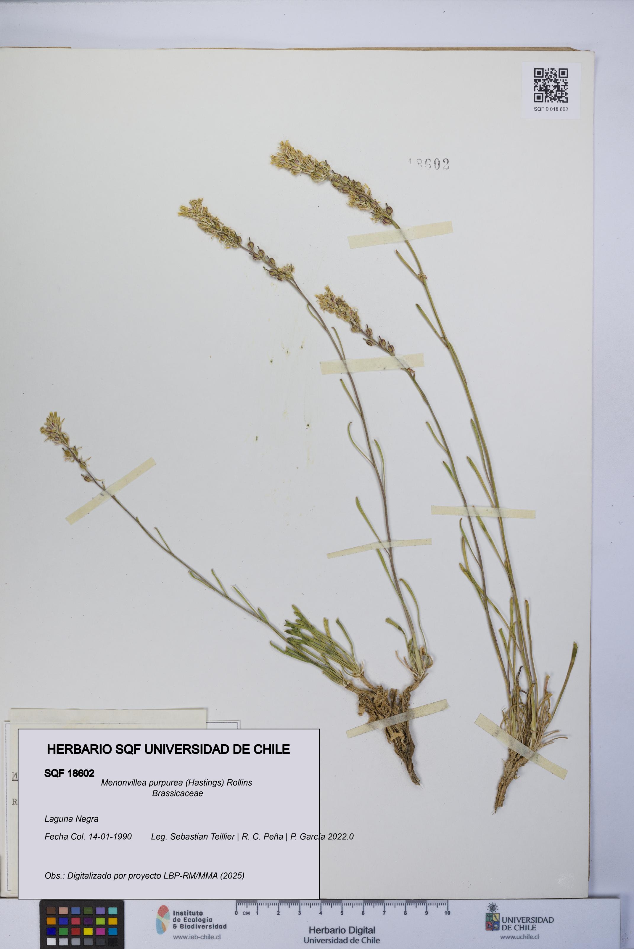 Menonvillea purpurea [Espécimen: UCH:SQF:0018602]