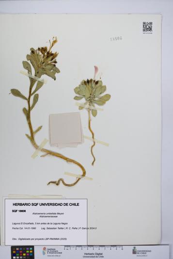 Alstroemeria umbellata [Espécimen: UCH:SQF:0018606]