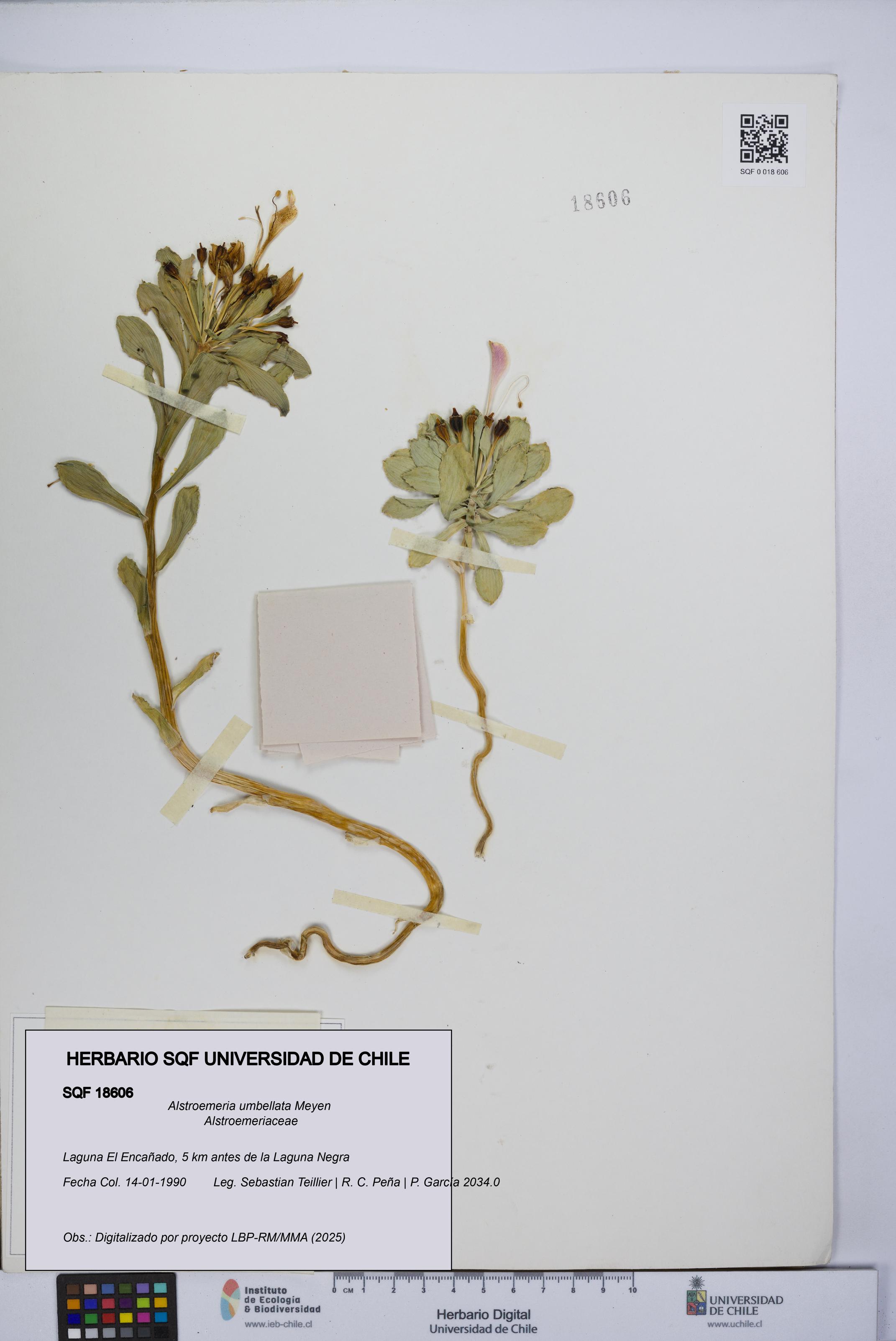 Alstroemeria umbellata [Espécimen: UCH:SQF:0018606]