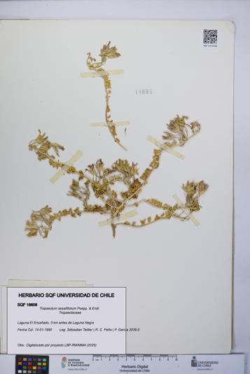 Tropaeolum sessilifolium [Espécimen: UCH:SQF:0018608]