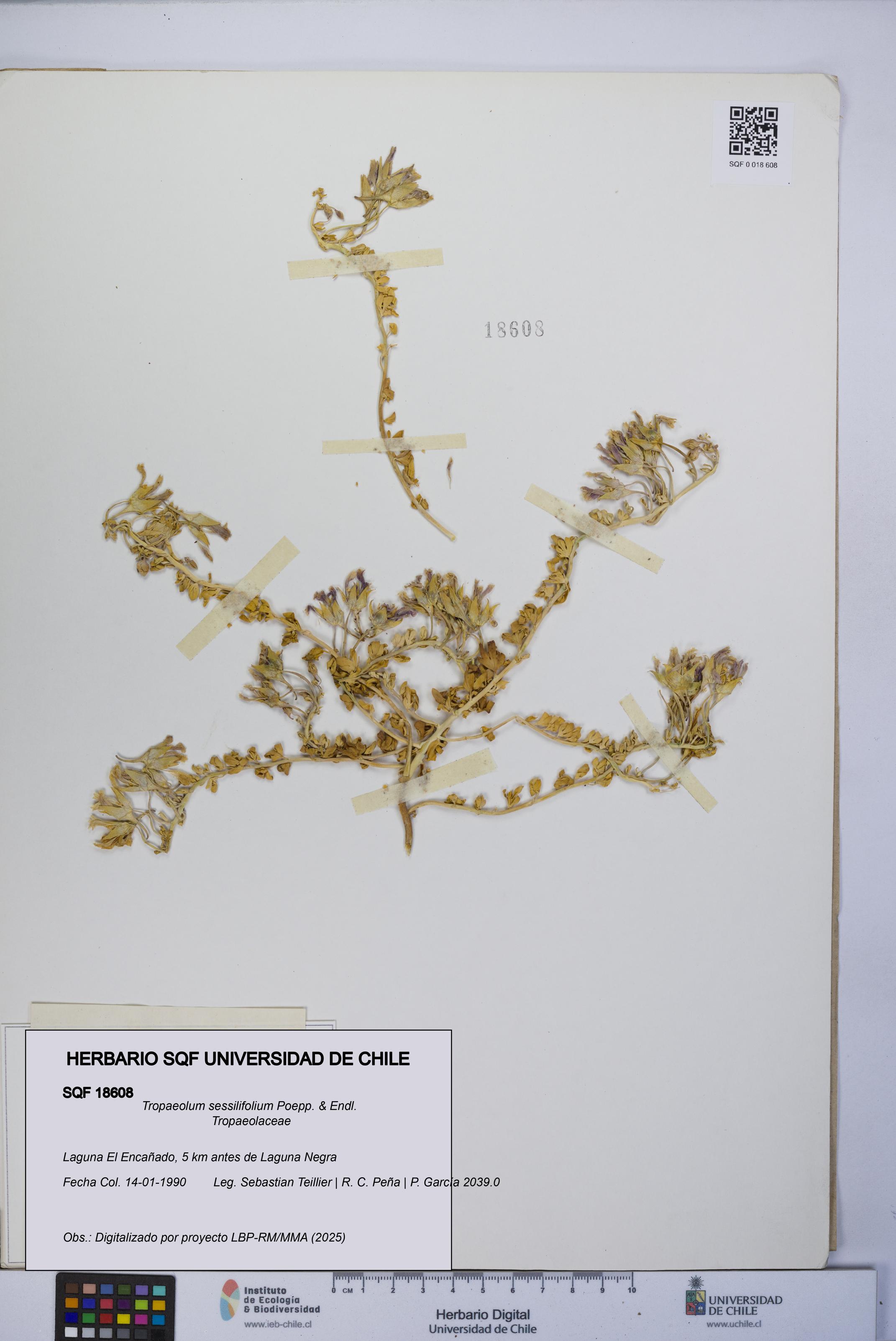 Tropaeolum sessilifolium [Espécimen: UCH:SQF:0018608]