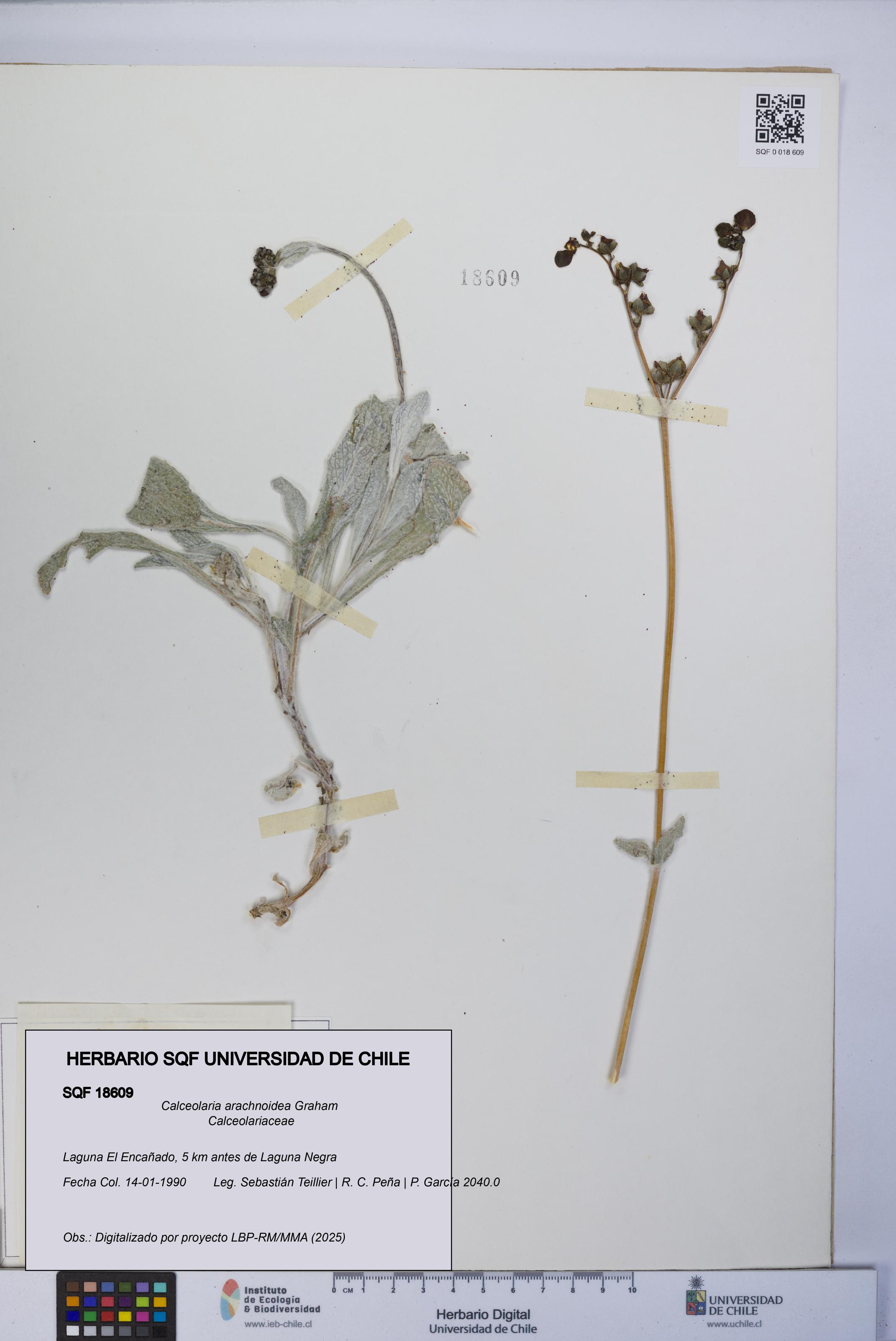 Calceolaria arachnoidea [Espécimen: UCH:SQF:0018609]