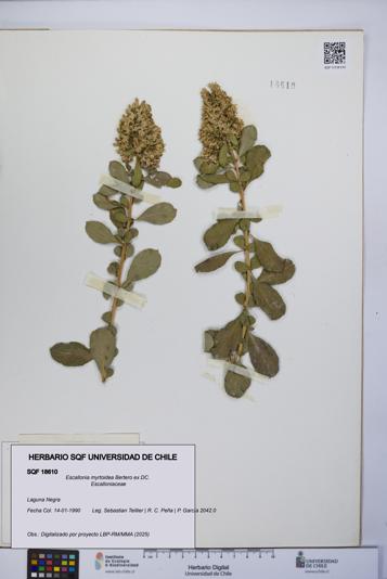 Escallonia myrtoidea [Espécimen: UCH:SQF:0018610]