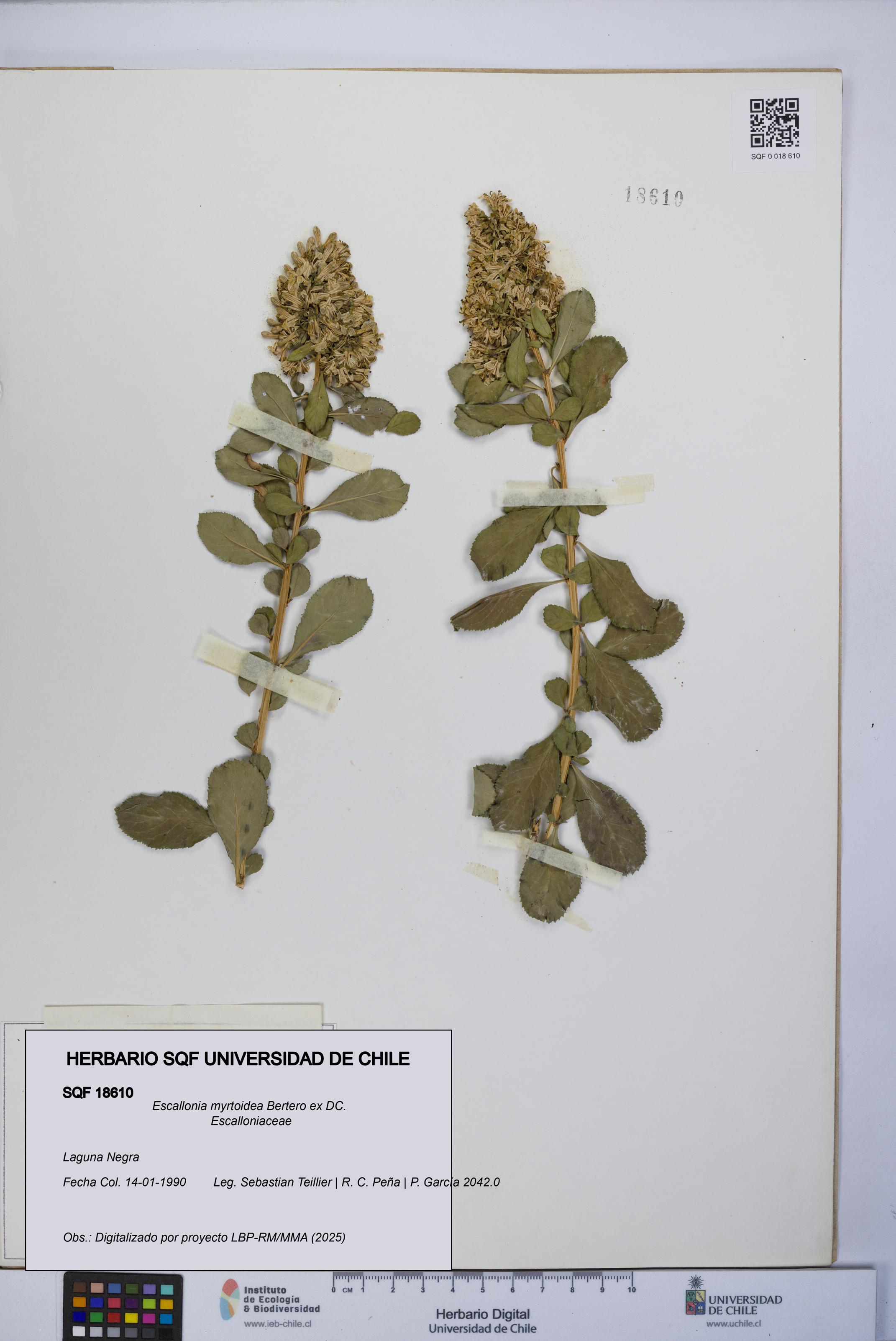 Escallonia myrtoidea [Espécimen: UCH:SQF:0018610]