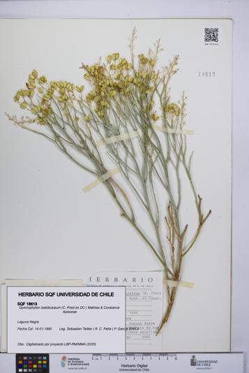 Gymnophyton isatidicarpum [Espécimen: UCH:SQF:0018613]